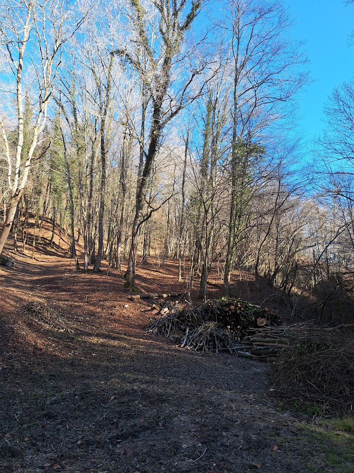 Fine della strada ed inizio del bosco, curatissimo.