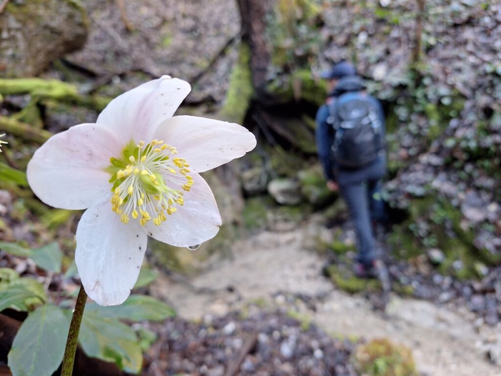 Nella parte più bassa di Via Col Franchin, dove ci siamo addentrati più volte (in sinistra) ad ammirare le pieghe in conglomerato, siamo rimasti meravigliati dalla quantità e bellezza degli ellebori, questi grossi fiori bianchi che ravvivano i boschi ancora spenti.